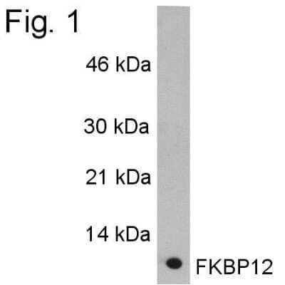 Western Blot: FKBP12 Antibody [NB300-508]