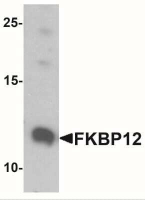 Western Blot: FKBP12 AntibodyBSA Free [NBP2-41272]