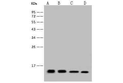 Western Blot: FKBP12 Antibody [NBP2-97584]