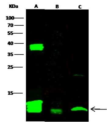 Western Blot: FKBP12 Antibody [NBP2-99149]