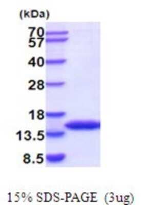 SDS-PAGE: Recombinant Mouse FKBP12 His Protein [NBP2-52087]