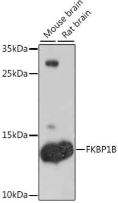 Western Blot: FKBP12.6 AntibodyAzide and BSA Free [NBP2-93037]