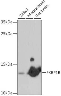 Western Blot: FKBP12.6 AntibodyAzide and BSA Free [NBP3-02968]