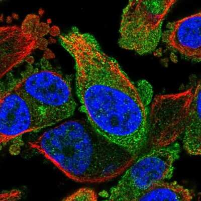 Immunocytochemistry/ Immunofluorescence: FKBP13/FKBP2 Antibody [NBP2-38604]