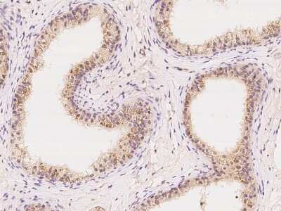 Immunohistochemistry-Paraffin: FKBP13/FKBP2 Antibody [NBP2-97373]