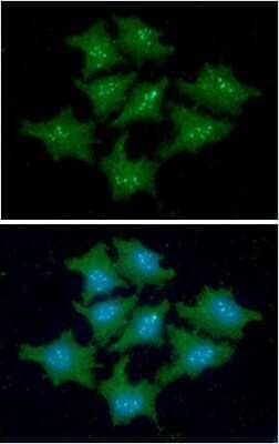 Immunocytochemistry/ Immunofluorescence: FKBP14 Antibody (18E2) - BSA Free [NBP2-59474]