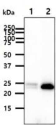 Western Blot: FKBP14 Antibody (18E2)BSA Free [NBP2-59474]