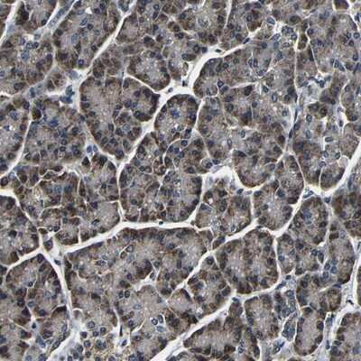 Immunohistochemistry-Paraffin: FKBP14 Antibody [NBP1-83890]