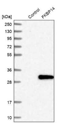 Western Blot: FKBP14 Antibody [NBP1-83890]