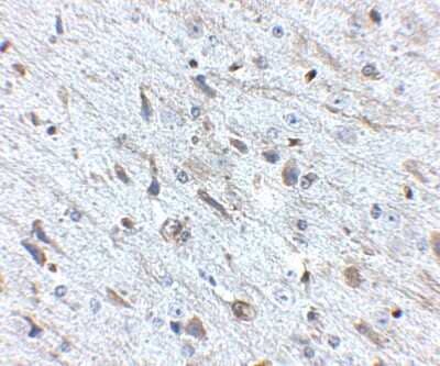 Immunohistochemistry-Paraffin: FKBP15 Antibody - BSA Free [NBP1-77352]