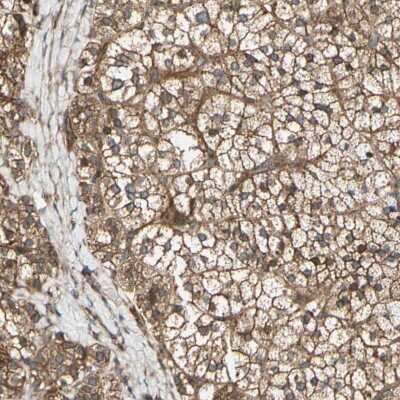 Immunohistochemistry-Paraffin: FKBP15 Antibody [NBP1-82972]