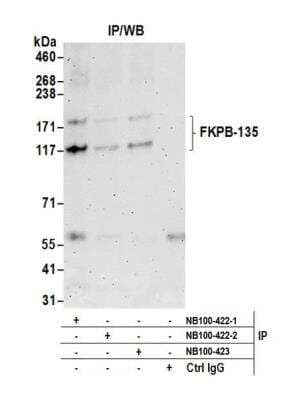 Immunoprecipitation: FKBP15 Antibody [NB100-422]