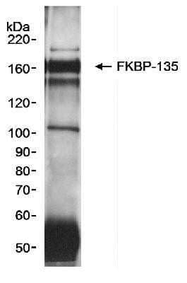 Immunoprecipitation: FKBP15 Antibody [NB100-424]