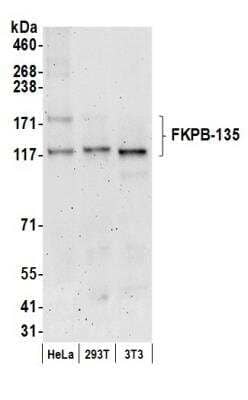 Western Blot: FKBP15 Antibody [NB100-422]