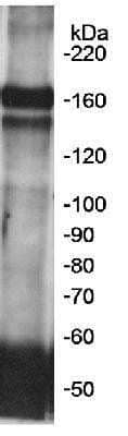 Western Blot: FKBP15 Antibody [NB100-423]