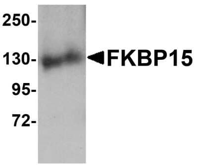 Western Blot: FKBP15 AntibodyBSA Free [NBP1-77352]