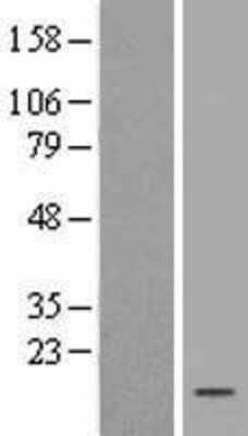 Western Blot: FKBP13/FKBP2 Overexpression Lysate [NBL1-10735]