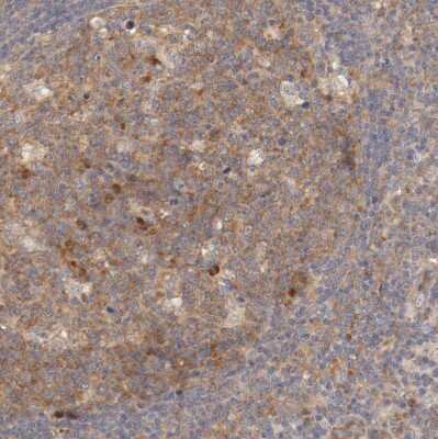 Immunohistochemistry-Paraffin: FKBP25 Antibody [NBP1-87929]