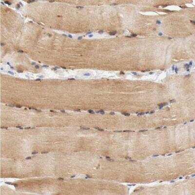 Immunohistochemistry-Paraffin: FKBP25 Antibody [NBP1-87929]
