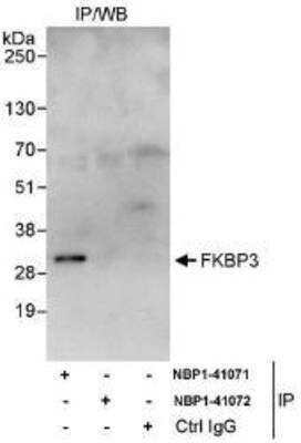 Immunoprecipitation: FKBP25 Antibody [NBP1-41071]