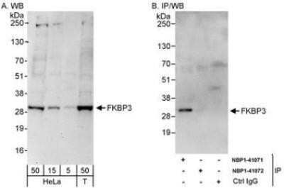 Western Blot: FKBP25 Antibody [NBP1-41072]