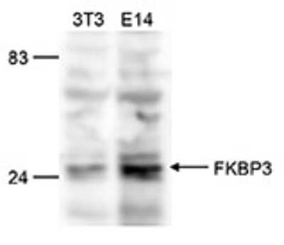 Western Blot: FKBP25 Antibody [NBP3-18658]