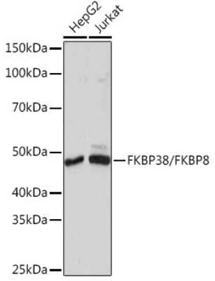 Western Blot: FKBP38 Antibody (2J7P6) [NBP3-16684]