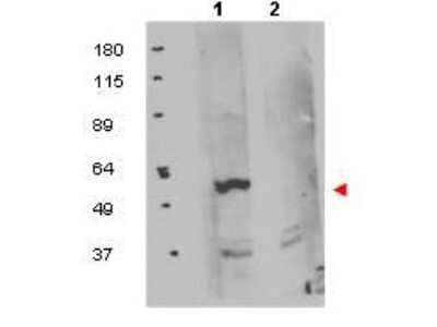 Western Blot: FKBP38 Antibody [NB110-85535]