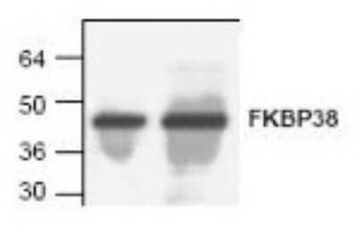 Western Blot: FKBP38 Antibody [NBP1-45571]