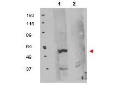 Western Blot: FKBP38 Antibody [NBP1-77909]