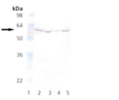 Western Blot: FKBP52/FKBP4 Antibody (KN382/EC1) [NBP1-97465]