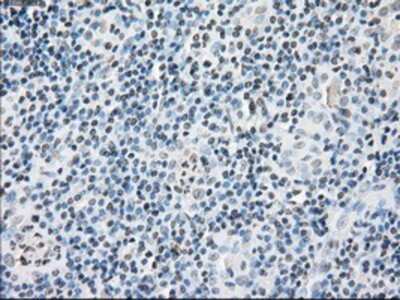 Immunohistochemistry-Paraffin: FKBP51/FKBP5 Antibody (OTI3E9) [NBP1-47755]