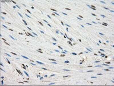 Immunohistochemistry-Paraffin: FKBP51/FKBP5 Antibody (OTI3E9) [NBP1-47755]