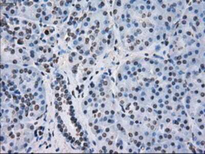 Immunohistochemistry-Paraffin: FKBP51/FKBP5 Antibody (OTI3E9) [NBP1-47755]