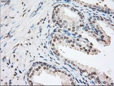 Immunohistochemistry-Paraffin: FKBP51/FKBP5 Antibody (OTI3E9) [NBP1-47755]