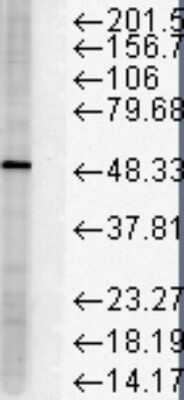 Western Blot: FKBP51/FKBP5 Antibody (Hi51B) [NB110-96873]