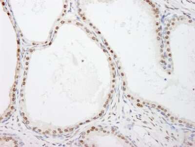 Immunohistochemistry: FKBP51/FKBP5 Antibody [NB100-68240]