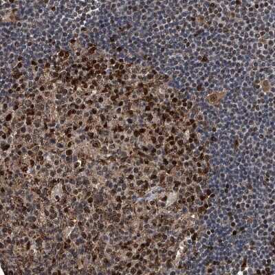 Immunohistochemistry-Paraffin: FKBP51/FKBP5 Antibody [NBP1-84676]