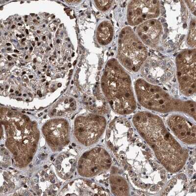 Immunohistochemistry-Paraffin: FKBP51/FKBP5 Antibody [NBP1-84676]