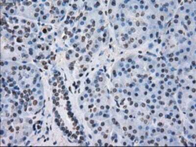 Immunohistochemistry: FKBP51/FKBP5 Antibody (OTI3E9) - Azide and BSA Free [NBP2-70742]