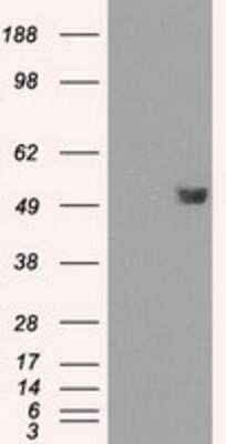 Western Blot: FKBP51/FKBP5 Antibody (OTI3E9)Azide and BSA Free [NBP2-70742]