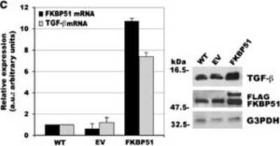 Western Blot: FKBP51/FKBP5 Antibody [NB100-68240]