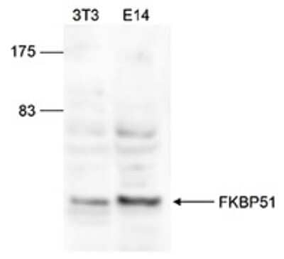 Western Blot: FKBP51/FKBP5 Antibody [NBP3-18673]