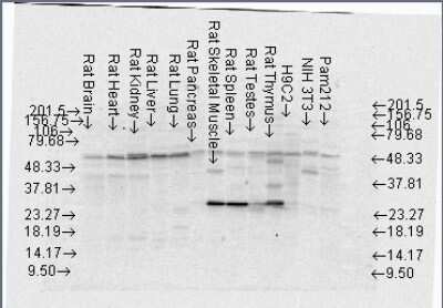 Western Blot: FKBP52/FKBP4 Antibody (Hi52C) [NB110-96874]