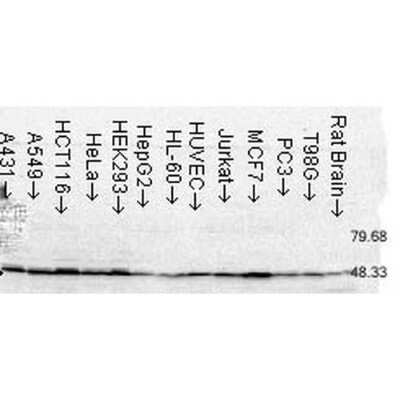 Western Blot: FKBP52/FKBP4 Antibody (Hi52C) [NB110-96874]