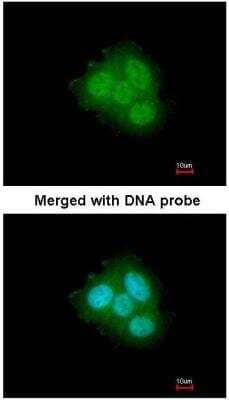 Immunocytochemistry/ Immunofluorescence: FKBP52/FKBP4 Antibody [NBP1-33702]