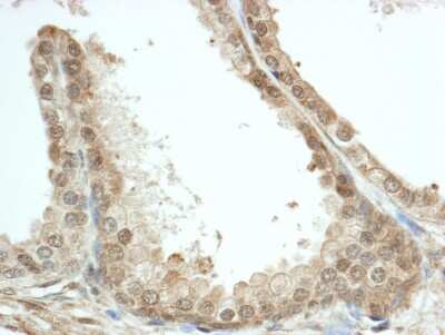Immunohistochemistry: FKBP52/FKBP4 Antibody [NB100-68237]