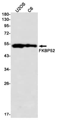 Western Blot: FKBP52/FKBP4 Antibody (S08-4F8) [NBP3-19864]