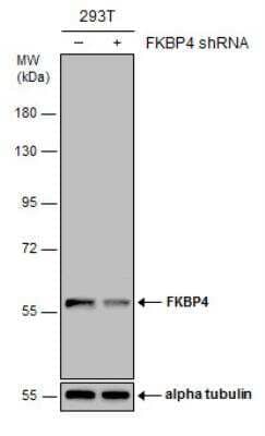 Western Blot: FKBP52/FKBP4 Antibody [NBP1-33702]