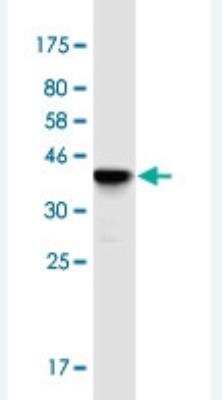 Western Blot: FKBP6 Antibody (8F10) [H00008468-M01-100ug]